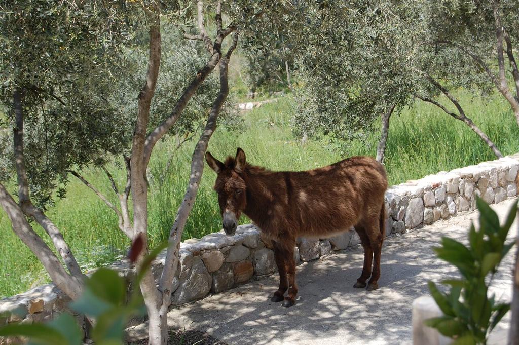 Olympos Mitos Ξενοδοχείο Εξωτερικό φωτογραφία