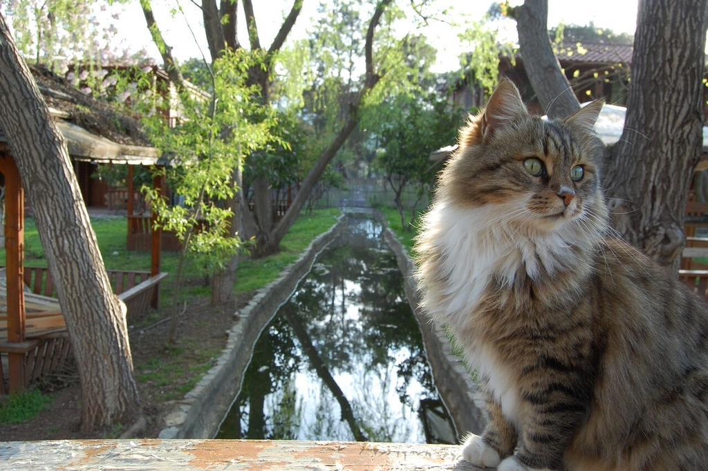 Olympos Mitos Ξενοδοχείο Εξωτερικό φωτογραφία